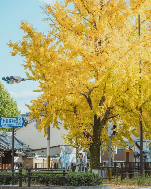 🍂🍂🍂🍂
秋の色
⁡
⁡
銀杏真是神奇的植物
又美又美味又臭（笑）
拍照的時候太美不知不覺忘了他的味道
⁡
⁡
⁡
📷：上御霊前通り