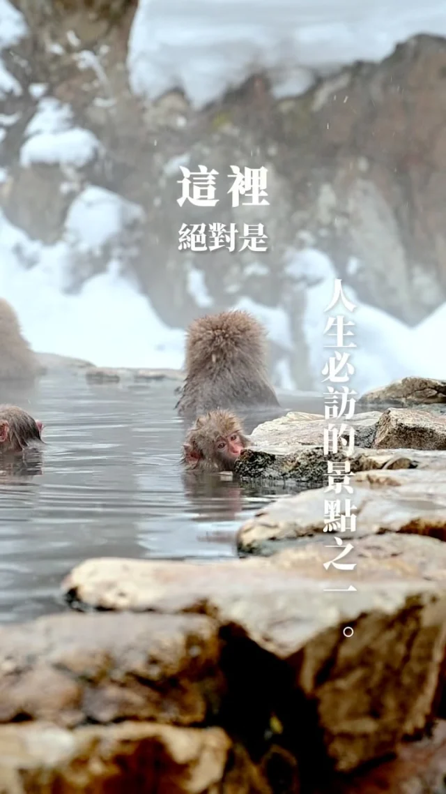 人生旅遊清單必訪的「雪猴泡湯」達成！
建議開📢觀看
現場體驗和看照片的震撼程度完全不同啊！
／
😆 想要東京-長野當日來回的人，請購買雪猴套票
如果像我們很貪心，白天看猴子泡湯，晚上想回旅館泡湯
【留言或私訊+1 分享我們完整的行程給你】
​
今年滿７歲的嗨寶，已經踏足日本８次（笑）
食攝夫妻安排行程的難度越來越高（笑）
過年帶著他從東京出發殺到長野縣的 #野澤溫泉
一腳踏進雪白世界，玩雪玩到瘋掉
隔日再坐接駁車到 #地獄谷猿公苑 ，目睹野生雪猴泡湯的夢幻景象
小猴依偎在老猴身邊、整理毛髮和做猴子瑜伽
這些畫面都深深嵌入我們的旅遊記憶裡
雖然路途有些遙遠，但一生難忘
／
​
交通方式：
🚅 從東京出發乘新幹線到飯山站
🚌 預約轉乘巴士直達野澤溫泉
🚶‍♂️ 短程步行30分鐘，即抵地獄谷猿公苑
​

​
#食攝日本 #食攝家 
#雪猴泡湯 #親子旅遊 #旅行日記 #猴子 #travelphotography #travelreels #snowmonkey #onsen♨️ #地獄谷野猿公苑