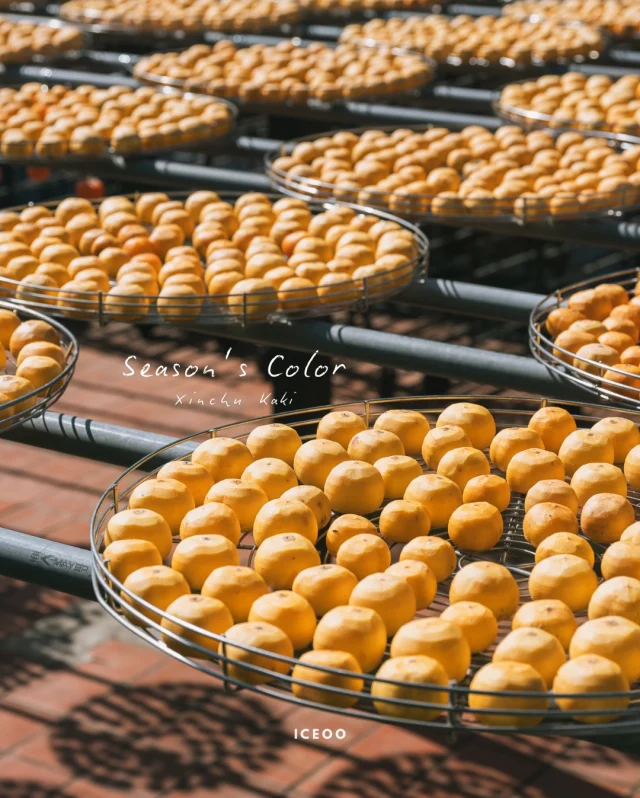 秋冬的顏色，在陽光下閃閃發光，
空氣裡滿滿的香甜氣味。
／
國小課本裡提到的柿餅季
帶著孩子們到現場親自感受
.
這間教育農園人潮較少
逛起來很悠閒
園內古色古香，販售柿餅、也有DIY
明年1月前天氣好都會曬柿子，
爸媽們把握時間前往：）
​
​
𖡡 金漢杮餅教育農園
新竹縣新埔鎮旱坑路一段501號 
-
#食攝新竹 #新竹景點 #柿餅 #親子景點