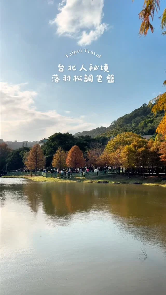 🌿台北人賞落羽松最近的距離
//
做好心理準備，週末人滿為患，人頭比樹林還茂密（笑）
​
身為台北人覺得感恩，畢竟免門票又方便到達。照片為昨日剛拍攝，葉子綠剛轉黃紅，美如調色盤。雖然熱鬧過頭，還是值得親眼去看一看！
​
幸運遇上午後暖陽，夾縫中拍下我眼中的冬色和可愛鵝紙 👩‍🦰👦
​
​
//
꒰ 原住民文化主題公園
台北市士林區至善路2段221號
-
#taipeitravel #台北景點 #taipei #落羽松